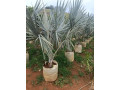 trabalhamos-com-pomar-jardim-e-reflorestamento-small-3