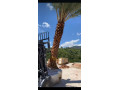 trabalhamos-com-pomar-jardim-e-reflorestamento-small-2