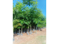 trabalhamos-com-pomar-jardim-e-reflorestamento-small-1