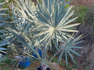 trabalhamos-com-pomar-jardim-e-reflorestamento