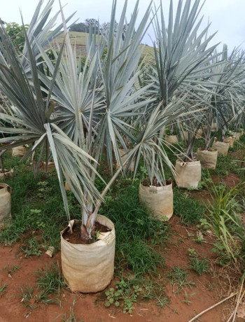 trabalhamos-com-pomar-jardim-e-reflorestamento-big-3