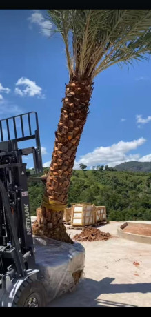 trabalhamos-com-pomar-jardim-e-reflorestamento-big-2