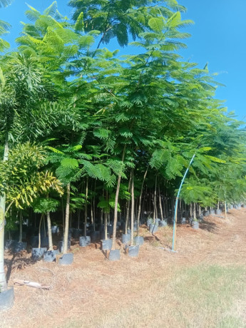 trabalhamos-com-pomar-jardim-e-reflorestamento-big-1