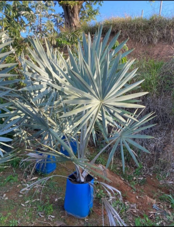 trabalhamos-com-pomar-jardim-e-reflorestamento-big-0